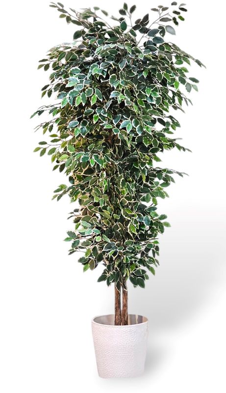 7’ Hawaiian Ficus Tree