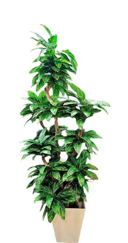 Dieffenbachia tree x7