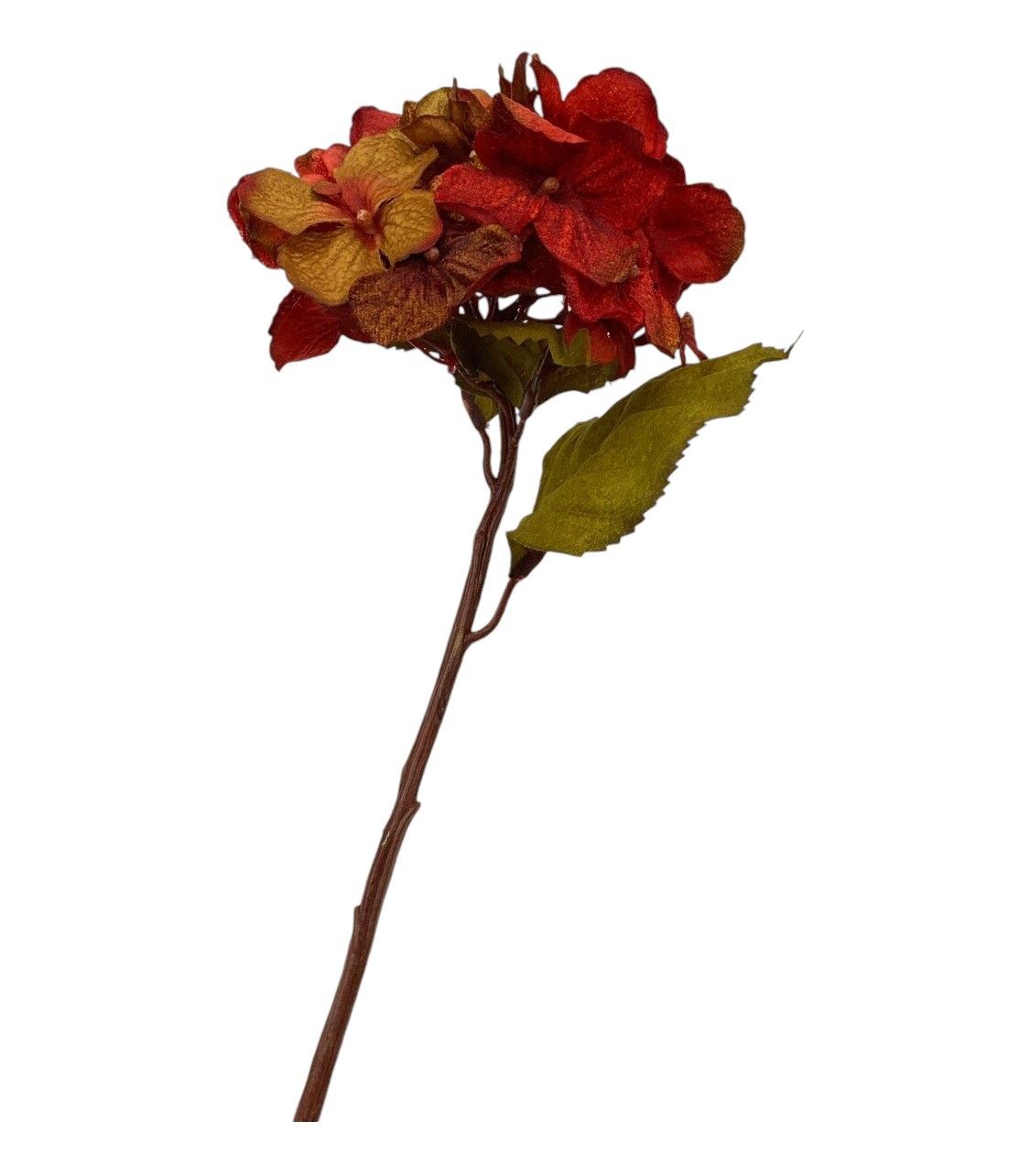 Hydrangea BU