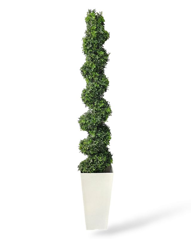 4' Boxwood Spiral Tree