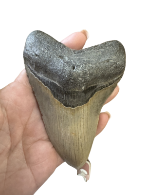 Magalodon Shark Tooth - Medium