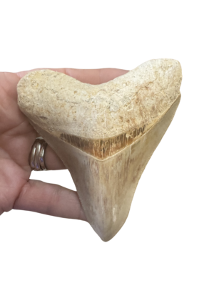 Magalodon Shark Tooth - Small