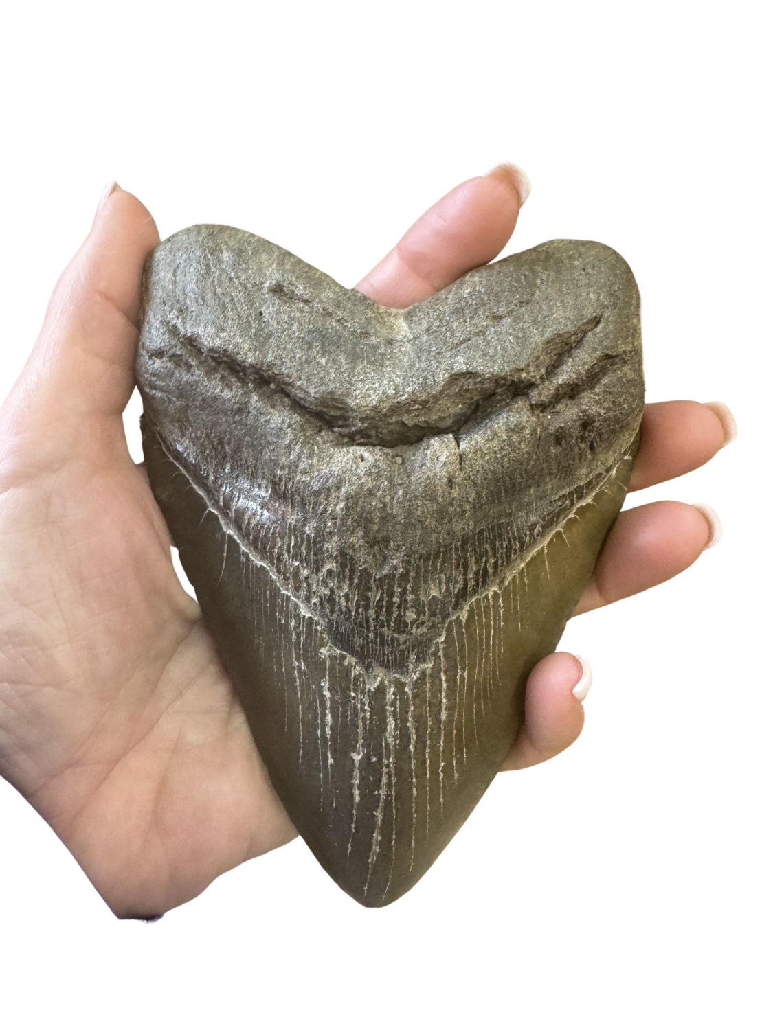 Megalodon Shark Tooth - Extra Large
