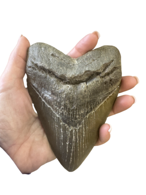 Megalodon Shark Tooth - Extra Large
