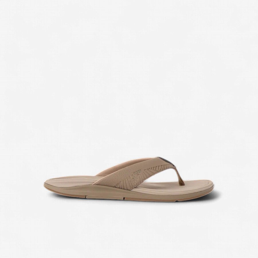 REEF OFFSHORE-FOSSIL/TAN