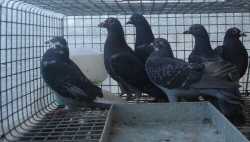 Pigeon Traps
