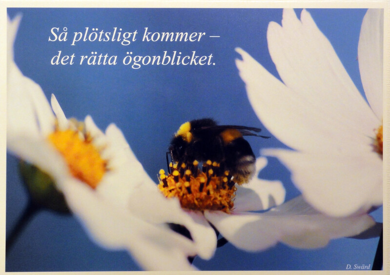 Fotovykort 108