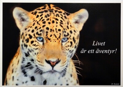 Fotovykort 107