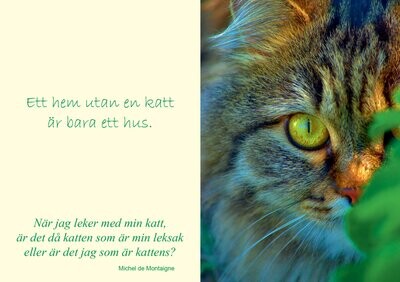 Älskade Katter (Sötnosar)