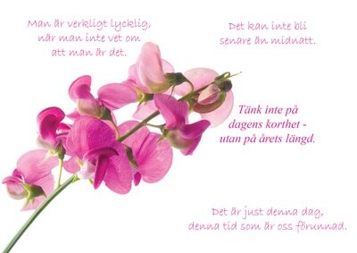 Vardagsglädje (Sötnosar)