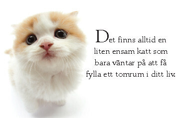 KATTBOKEN (Juveler)