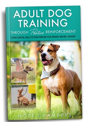 Adult Dog Training: Through Positive Reinforcement