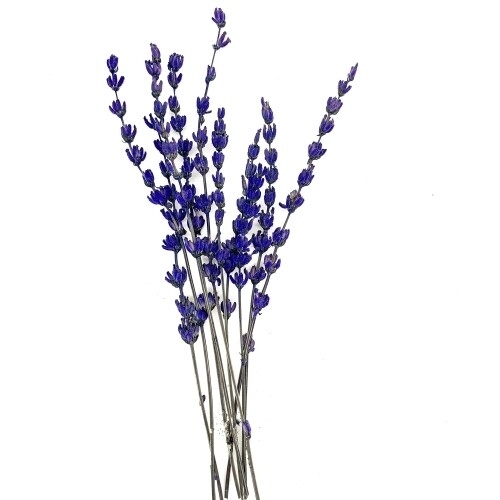 PRESERVED LAVENDER, Colour: Dark Blue