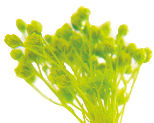 PRESERVED BROOMS, Colour: Light Green