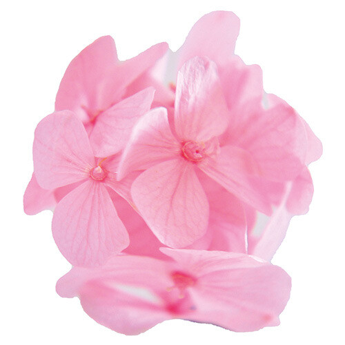PRESERVED HYDRANGEAS, Colour: Baby Pink