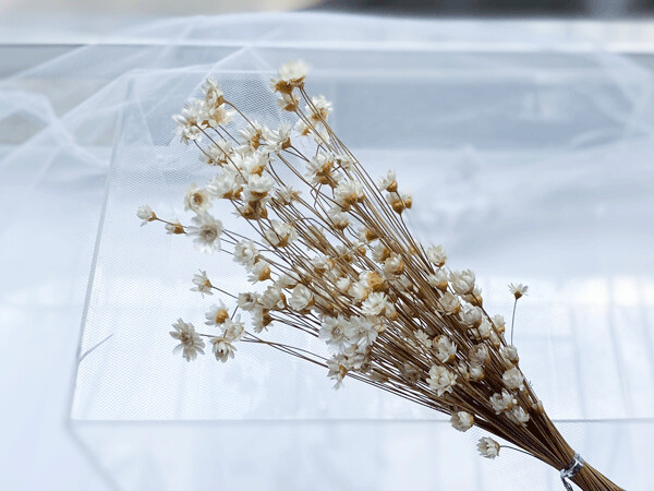 DRIED GLIXIA, Colour: Pearl White