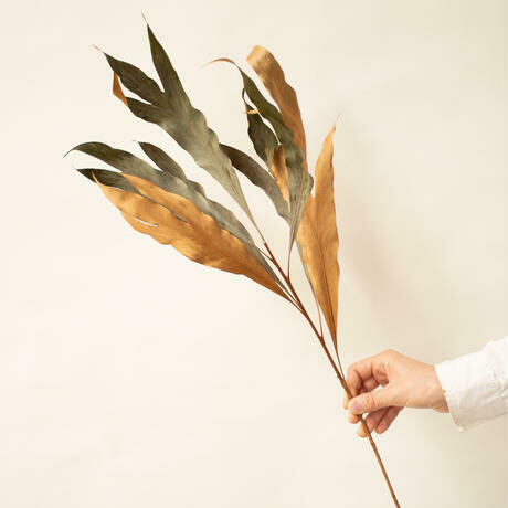 DRIED GREVILLEA GOLD