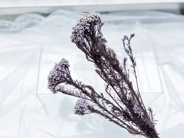PRESERVED RICE FLOWER, Color: Soft Lilac