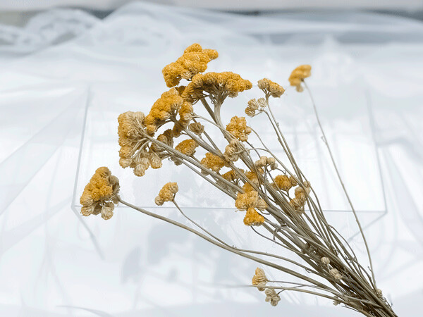 DRIED LONA FLOWER