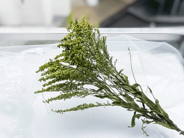 PRESERVED SOLIDAGO