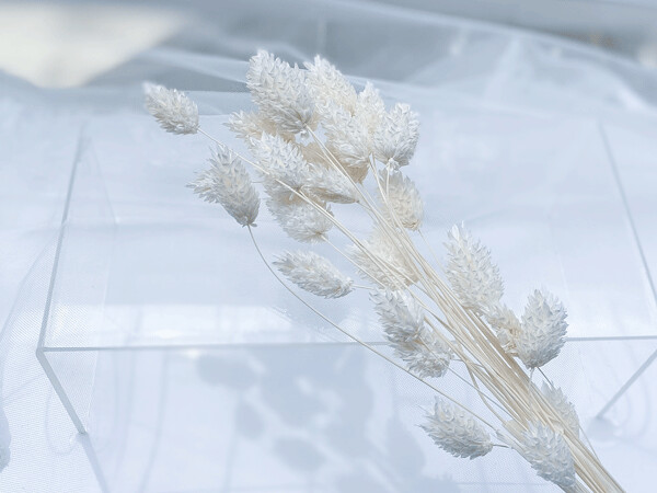 DRIED PHALARIS, Colour: Pastel White