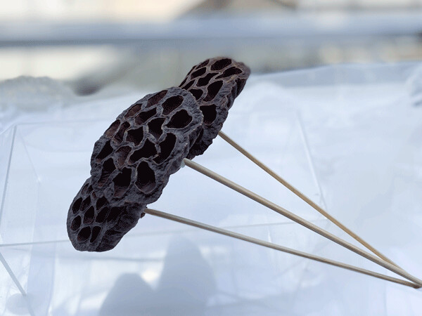 DRIED LARGE LOTUS