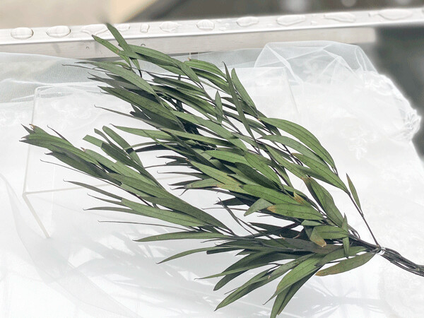 PRESERVED EUCALIPTUS PARVIFOLIA, Colour: Green