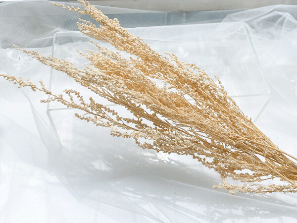 PRESERVED STOEBE