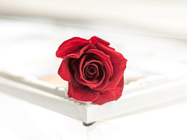 PRESERVED SPRAY ROSE, Colour: Wine