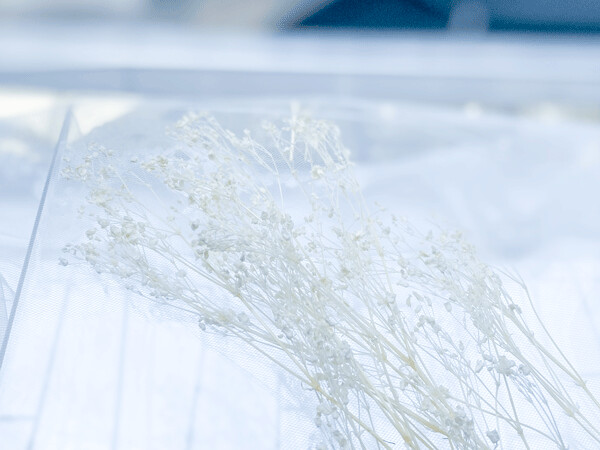 PRESERVED MINI GYSPOPHLIA, Colour: Pastel White