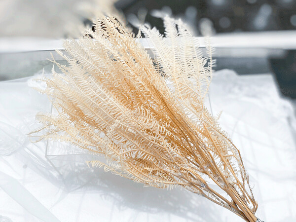 PRESERVED UMBRELLA FERN, Colour: Pastel Cream