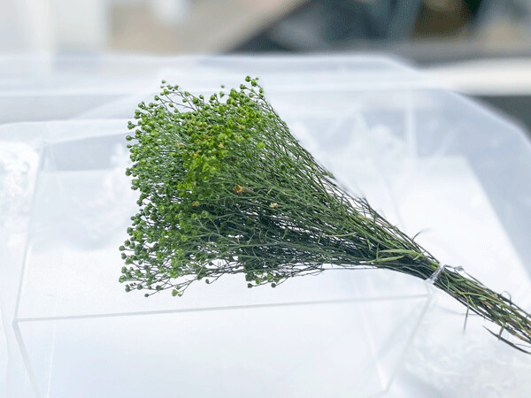 PRESERVED BROOM FLOWER