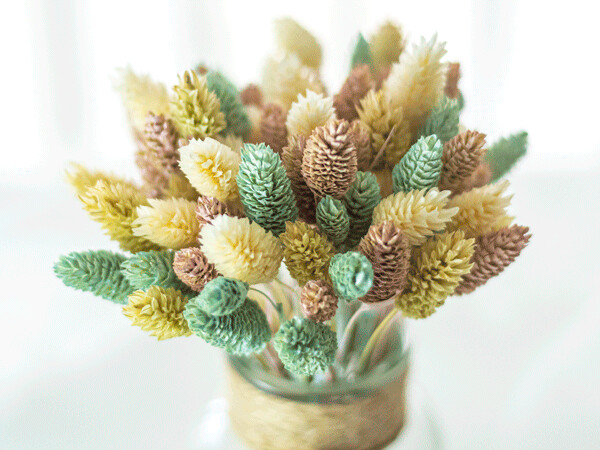 Dried Phalaris - Pastel Coloured Bundle Deal