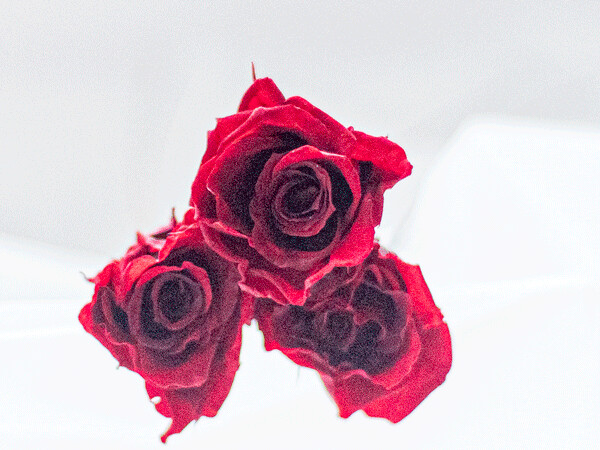 PRESERVED BABY ROSE, Colour: Wine