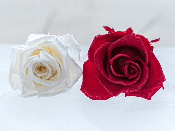 Preserved Sparkling Standard Rose