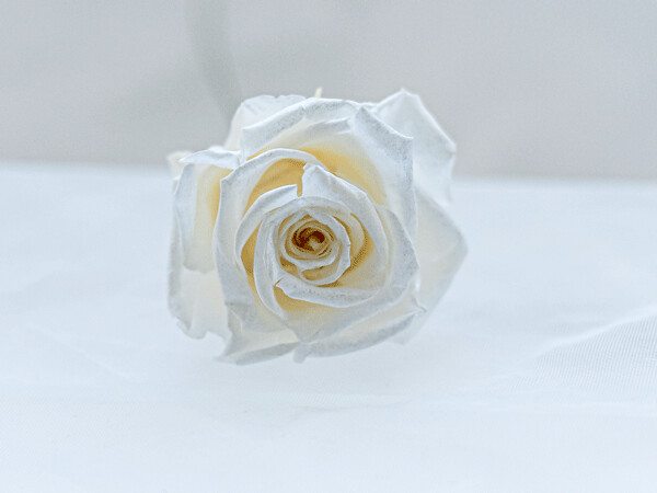 Preserved Sparkling Standard Rose, Colour: Pearl White