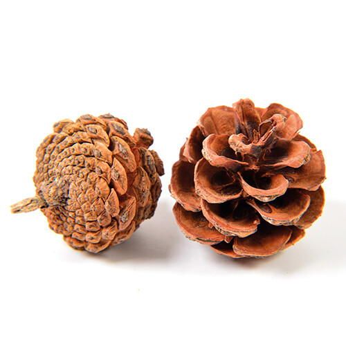 DRIED PINE CONES, Colour: Natural