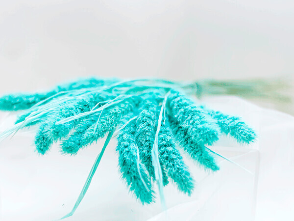 DRIED SETARIA GRASS, Colour: Tiffany Blue