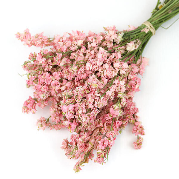 DRIED DELPHINIUM, Colour: Pink