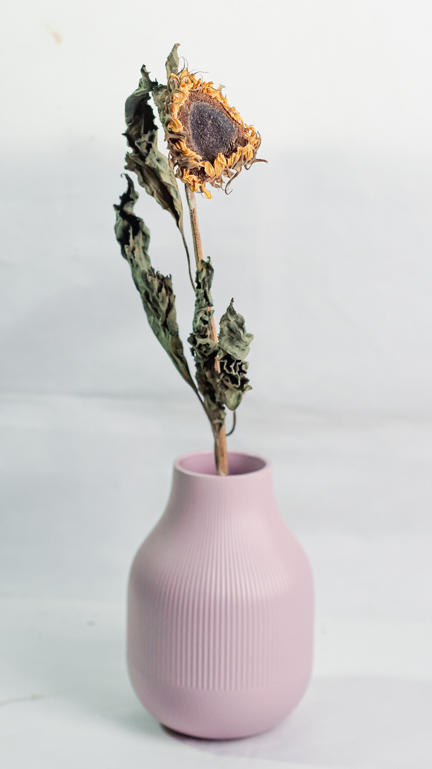 Dried Sunflower