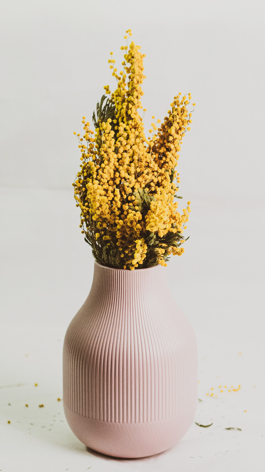 Dried Mimosa