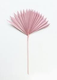 Pink Sun Palm