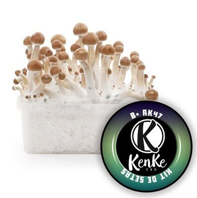 Kit de setas B+ AK47 100% Micelio