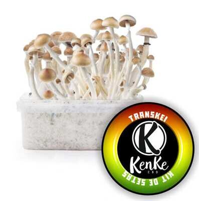 Kit de setas Transkei 100% Micelio