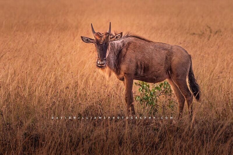 Wildebeest S NZ93688