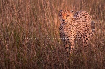 Cheetah S NZ93639