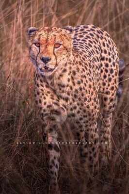 Cheetah S NZ93568
