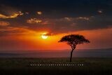 African Sunrise NZ93435