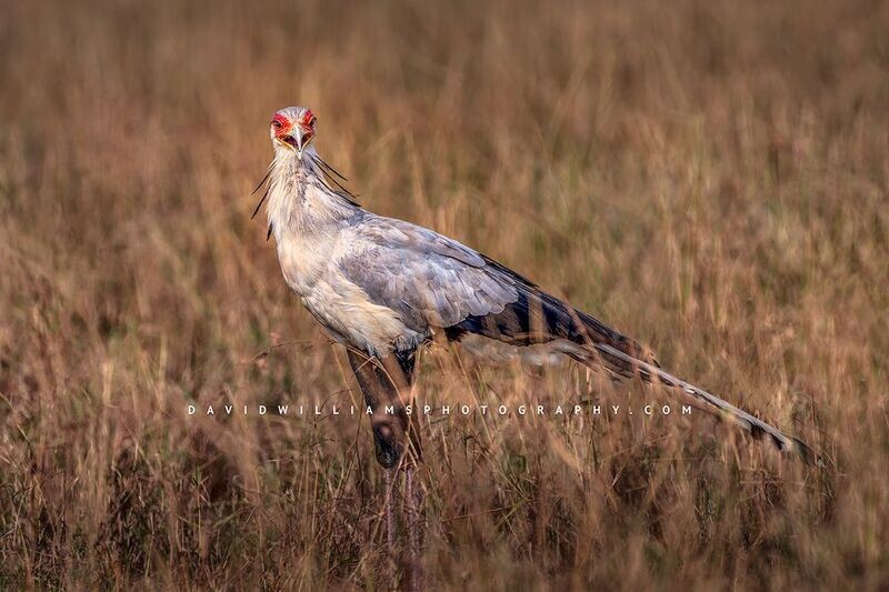 Secretary Bird NZ93340