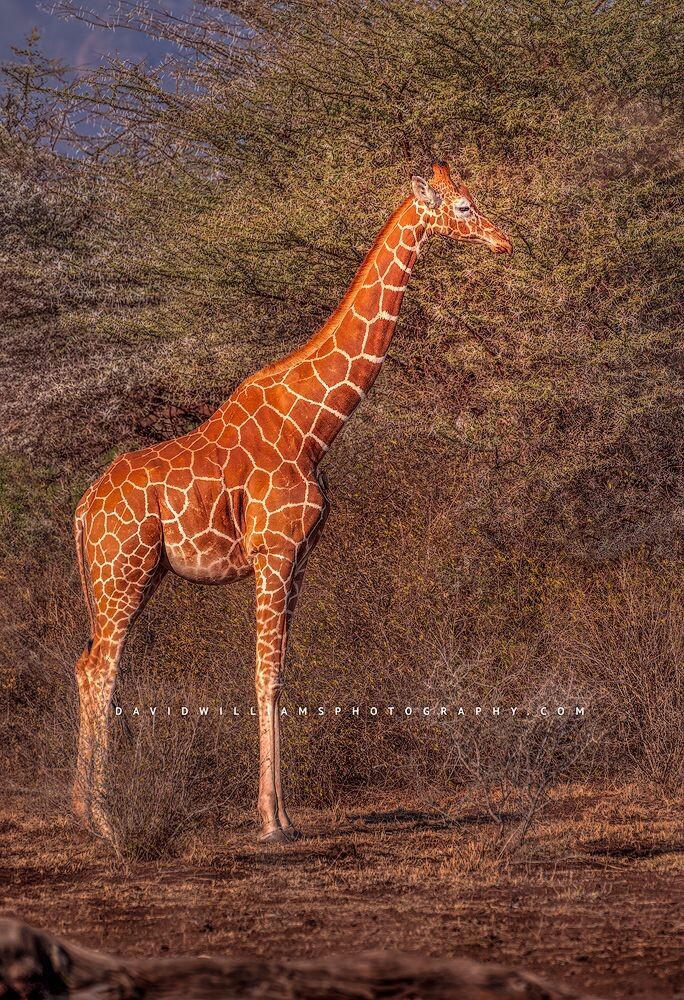 Giraffe S NZ93289